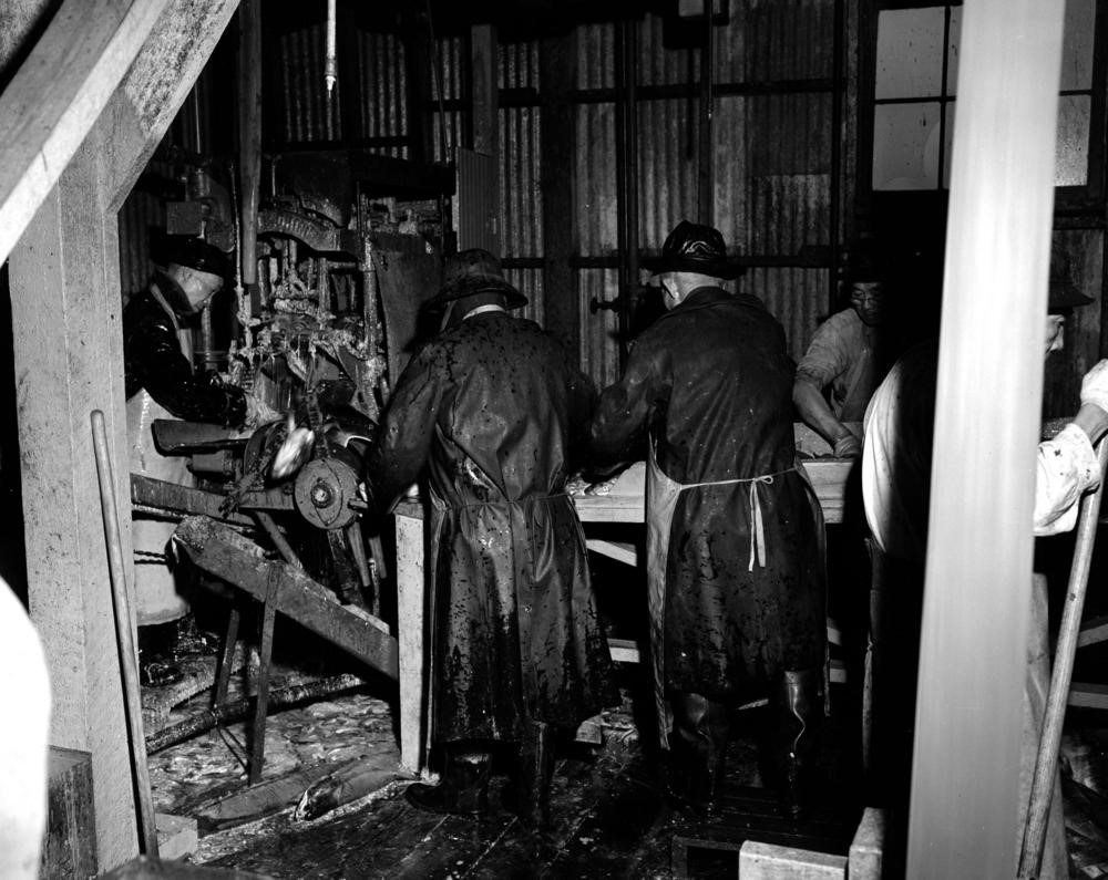 Three men clothed in full length raingear with rain hats and rubber aprons are operating the Iron Butcher. The floor is covered in offal and the men’s outfits are wet. Other workers are visible in the photograph.