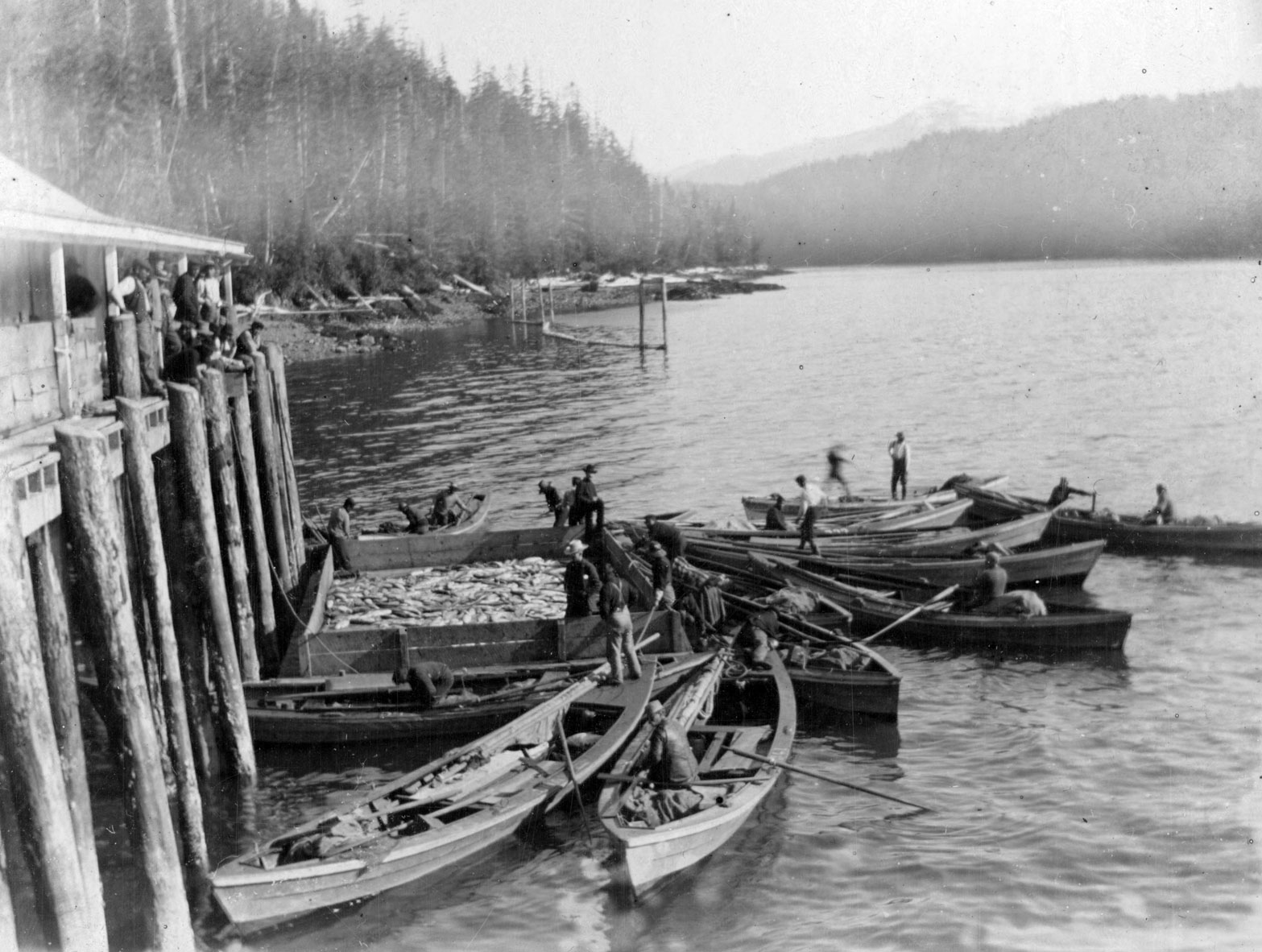 Ten skiffs with fishermen in them gather around a flat bottomed scow filled with fish next to the pilings of the cannery wharf.