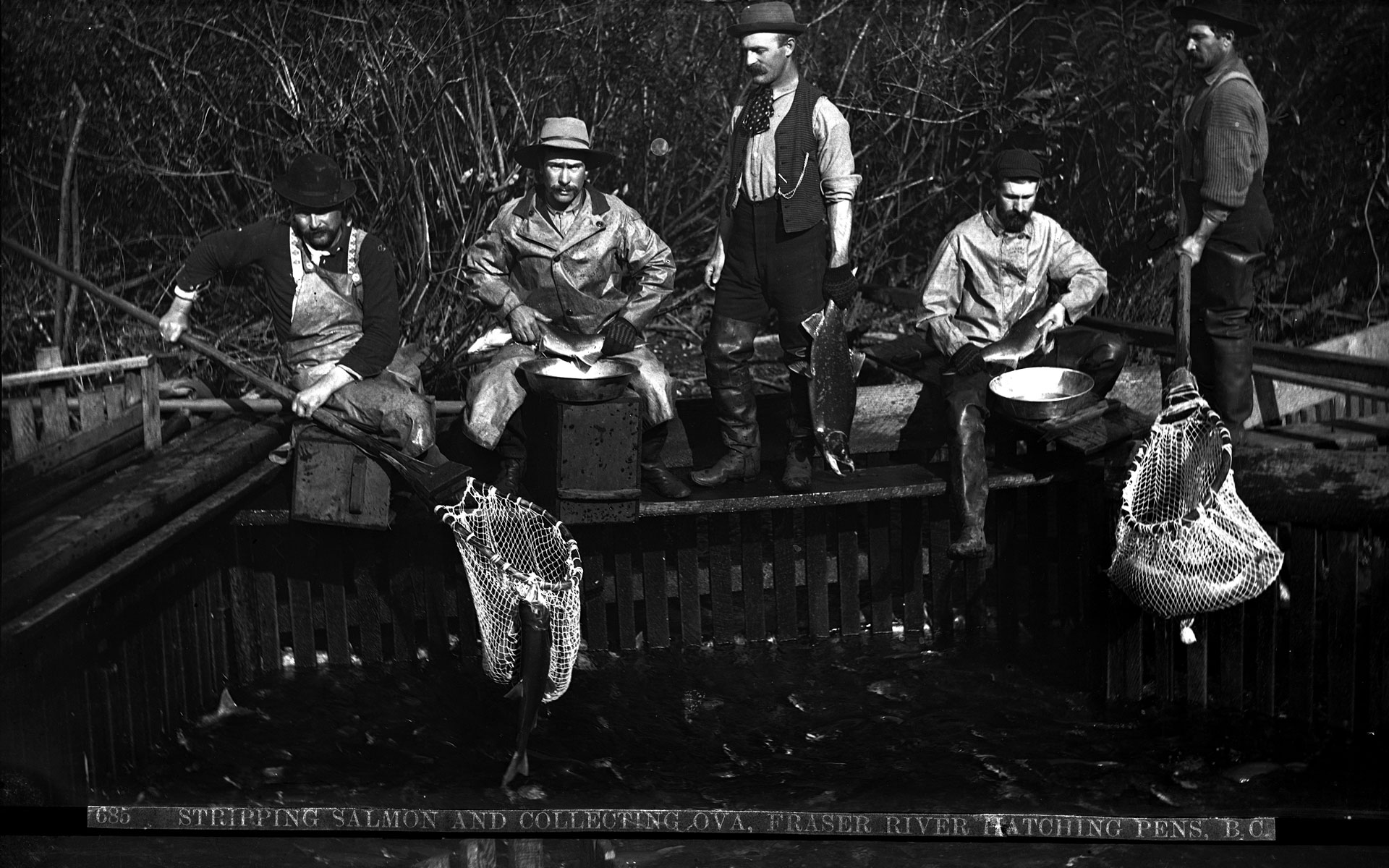 Men posed in the process of collecting roe from salmon. Two men are holding dip nets with a salmon in each one. Two men are sitting with bowls in front of them for collecting the eggs. A fifth man stands holding a salmon.