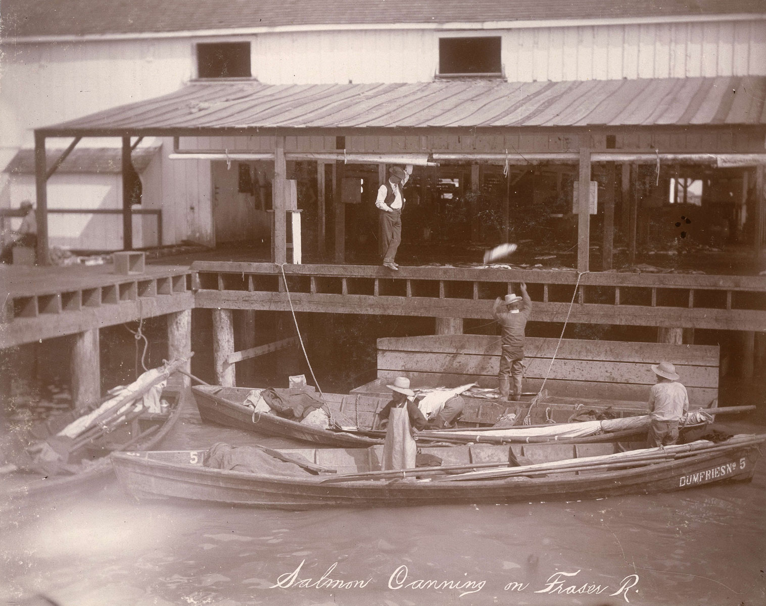 A man is tossing a fish from a skiff to the cannery floor. Skiff is labelled Dumfries No. 5.