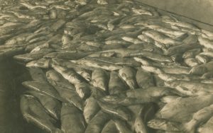 Des centaines de saumons kéta sur le plancher de la conserverie.