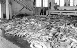 Cannery floor covered in salmon with butchering tables and workers in the background.