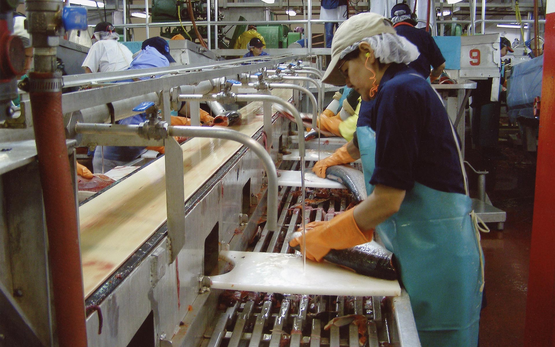 Several workers at stainless steel fish washing sinks wearing hair nets and hats, and rubber gloves and aprons.