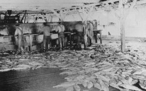 Des travailleurs chinois dépècent des poissons dans une conserverie. Des saumons sont empilés sur le plancher à leurs pieds.