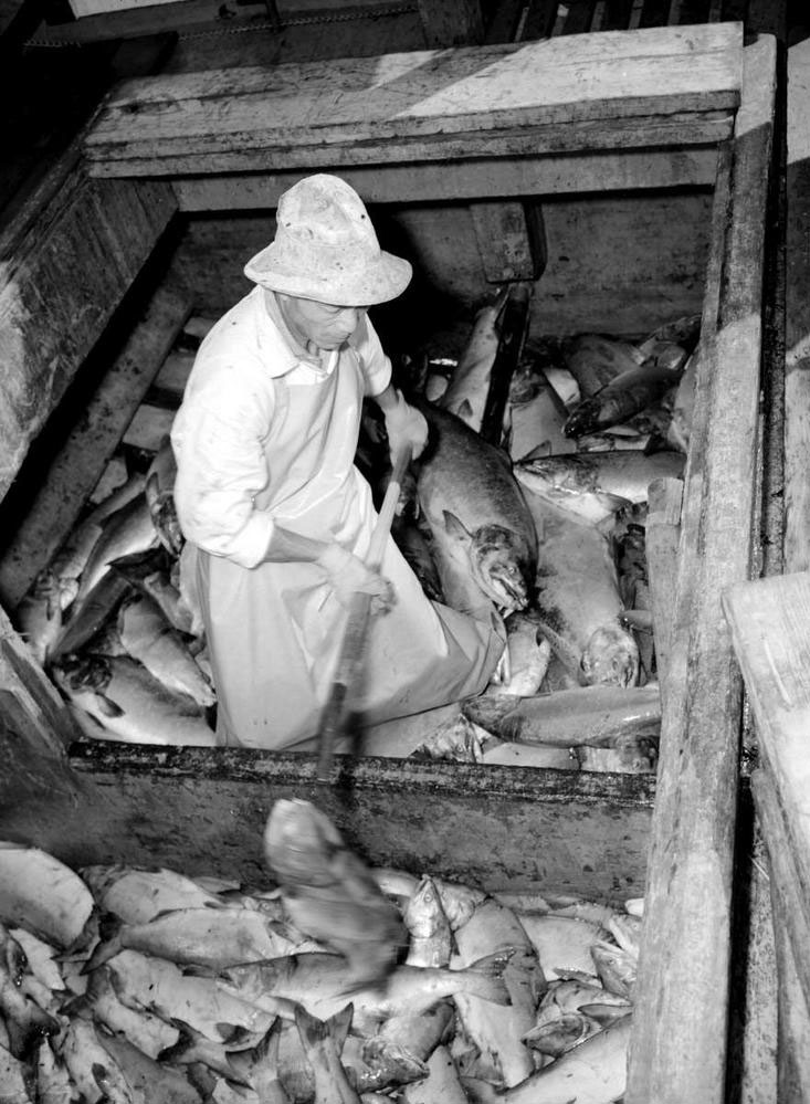 Man with an apron and hat stands amid hundreds of fish inside the hatch of a boat.