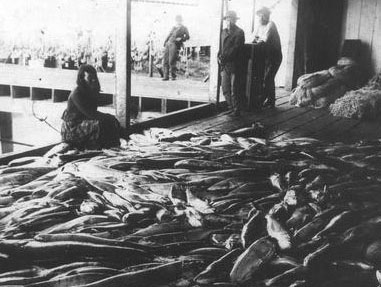 Du saumon jonche le plancher d'une conserverie. Quatre ouvriers observent la scène.