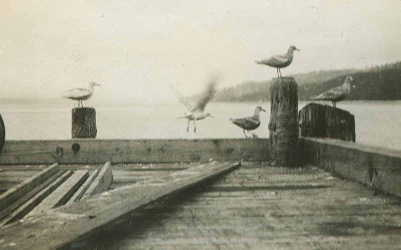 Le bout du quai en bois et des goélands perchés sur des pilotis.