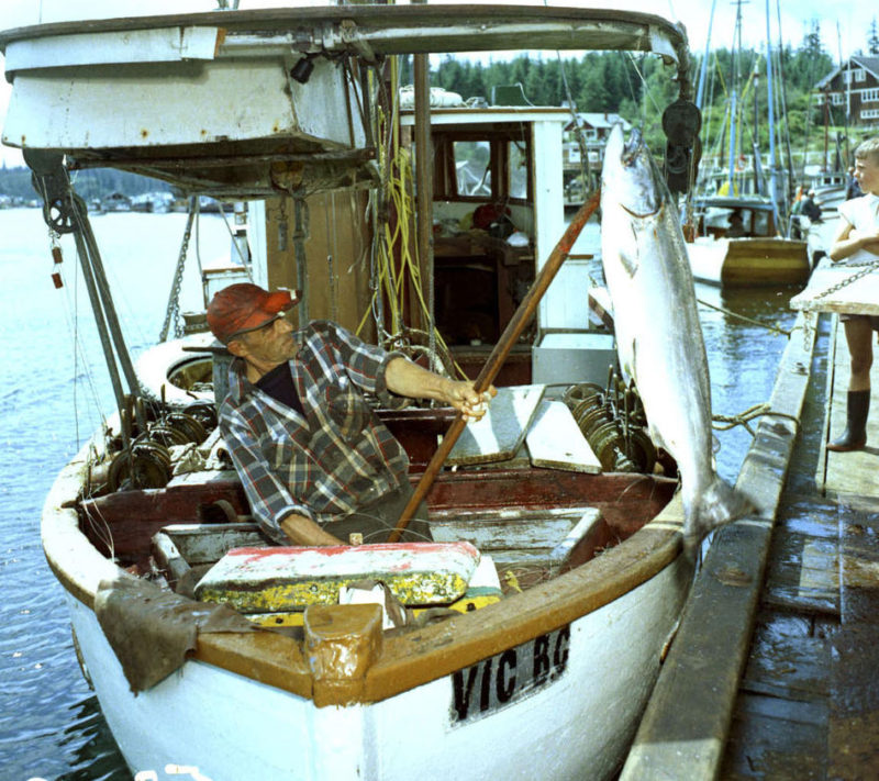Un ouvrier dépose, à l'aide d'un pic, un saumon sur le quai, 1963.