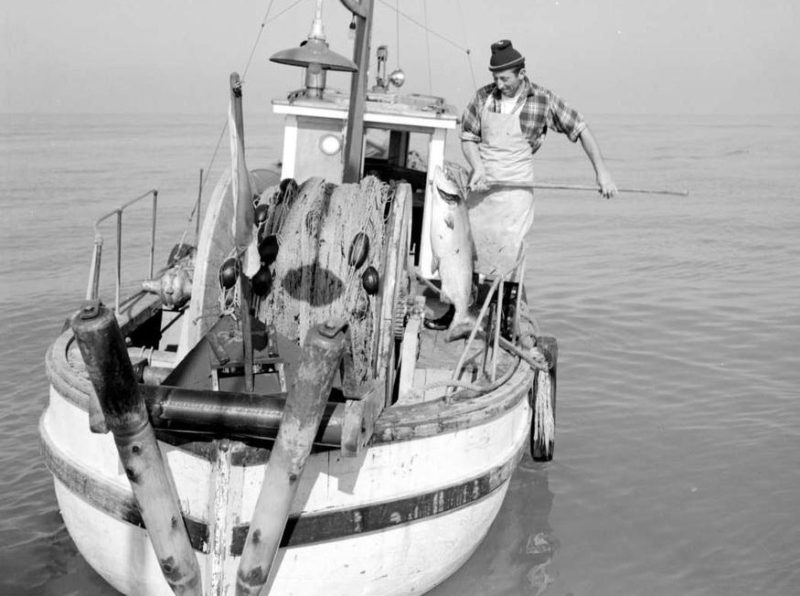 Pêcheur hissant un saumon à l'aide d'un pic aux côtés d'un petit bateau à filet maillant.