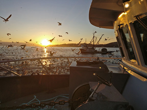 Two seine boats travelling at sunset with many seagulls around them.
