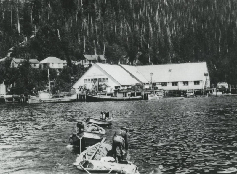 Trois skiffs sont remorqués du complexe de la conserverie Boswell visible en arrière-plan.