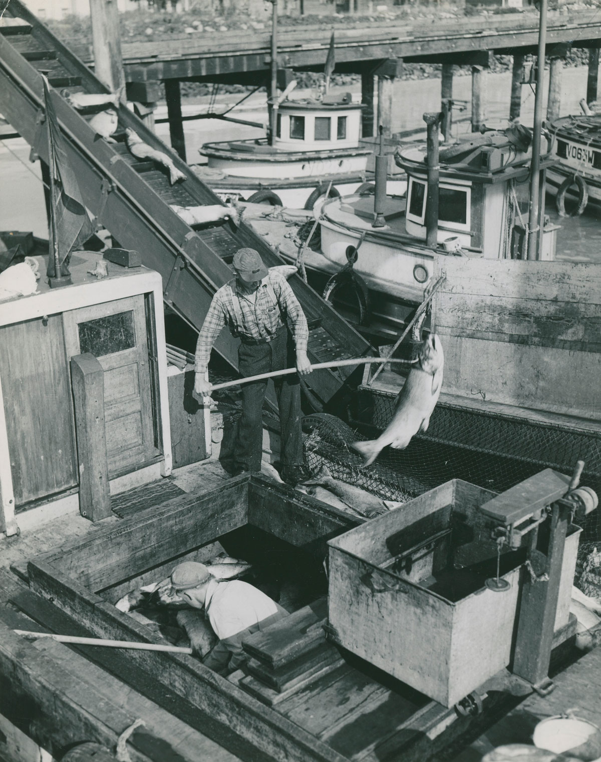 Two men, one in the hatch and one on the deck of a boat, unload salmon onto a fish elevator using peughs or pikes. Many fishing boats are docked in the background.
