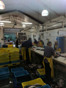 Des travailleurs nettoient les poissons à la conserverie Saint-Jean.