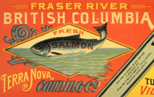 Étiquette de saumon frais de la marque Gold Ring : « Saumon frais du fleuve Fraser en Colombie-Britannique de la compagnie Terra Nova Canning, marque Gold Ring ».