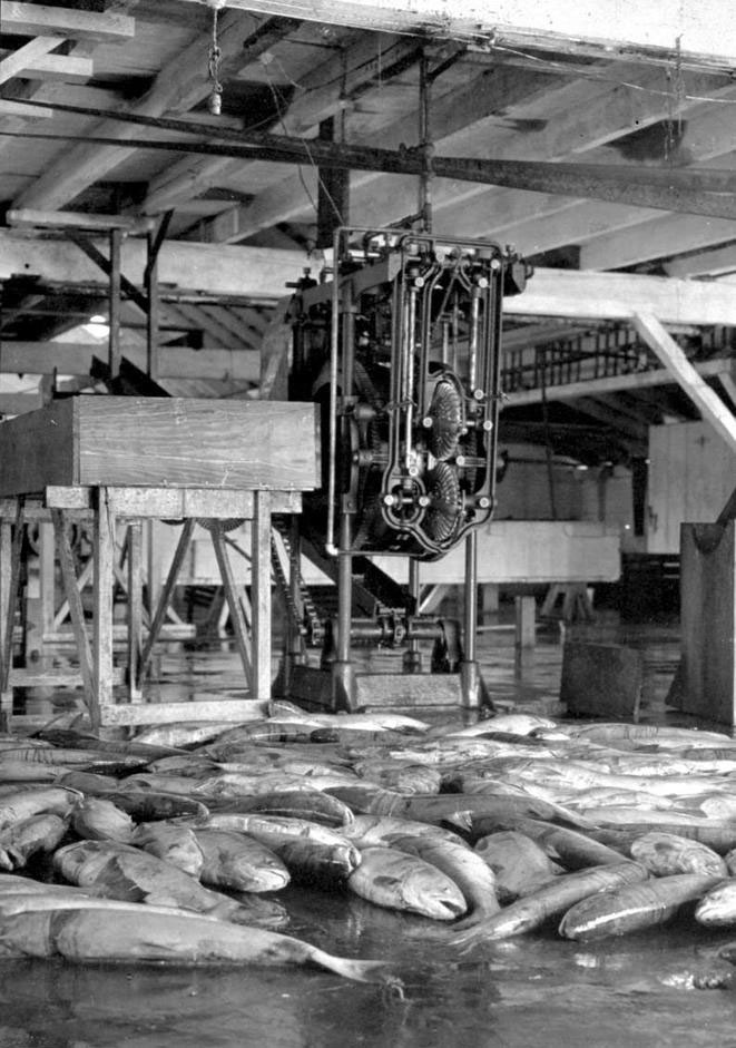 Machine de dépeçage (Iron butcher) sur une chaîne de mise en conserve avec des saumons empilés sur le plancher en avant-plan.