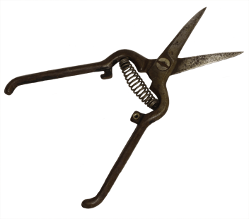 Tin snips used for trimming salmon