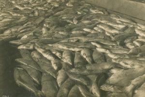 Hundreds of chum salmon lying on the floor of a cannery.